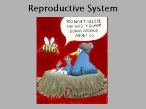 Reproductive System Male Reproductive System Bladder Bladder Seminal