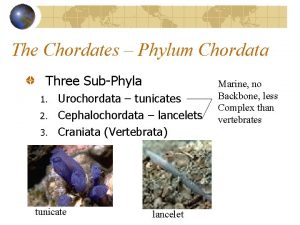 The Chordates Phylum Chordata Three SubPhyla 1 2