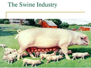 The Swine Industry Swine Pig Production Swine Pig
