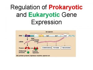 Regulation of Prokaryotic and Eukaryotic Gene Expression A