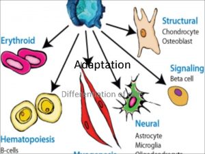 Adaptation Differentiation of cells Differentiation Definition give a