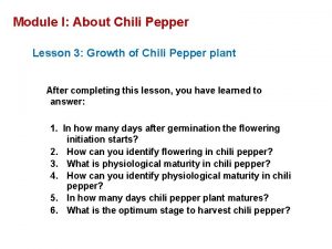 Module I About Chili Pepper Lesson 3 Growth