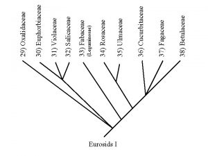 Eurosids I 38 Betulaceae 37 Fagaceae 36 Cucurbitaceae