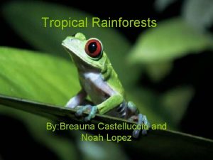 Tropical Rainforests By Breauna Castelluccio and Noah Lopez