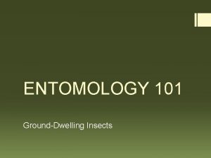 ENTOMOLOGY 101 GroundDwelling Insects GroundDwelling Insects Topics Litter