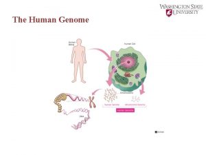 The Human Genome Genome Chromosome DNA Gene A