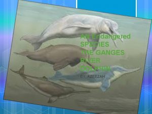 AN Endangered SPECIES THE GANGES RIVER DOLPHIN BY