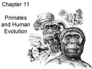 Chapter 11 Primates and Human Evolution Primate Characters
