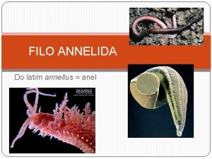 FILO ANNELIDA Do latim annellus anel CARACTERSTICAS GERAIS