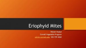 Eriophyid Mites Robert Hadad Cornell Vegetable Program rgh