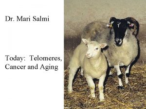 Dr Mari Salmi Today Telomeres Cancer and Aging