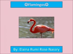 Are flamingos omnivores