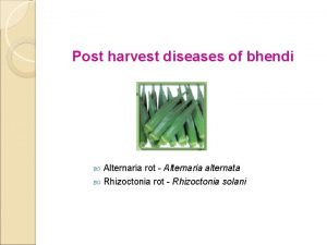 Post harvest diseases of bhendi Alternaria rot Alternaria