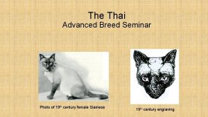 The Thai Advanced Breed Seminar Photo of 19