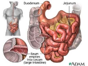 Muscularis propria layer