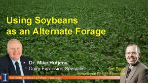 Using Soybeans as an Alternate Forage Dr Mike