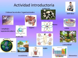 Actividad introductoria poblacin Ordenar los niveles Organizacionales individuo