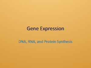 Gene Expression DNA RNA and Protein Synthesis Gene