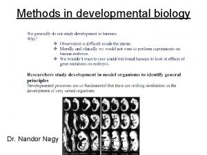 Methods in developmental biology Dr Nandor Nagy Developmental