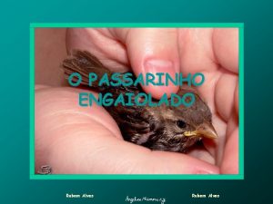 Passaro engaiolado