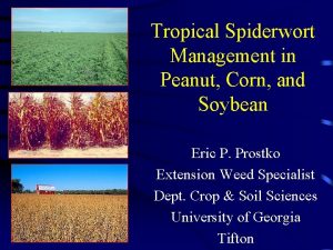 Tropical Spiderwort Management in Peanut Corn and Soybean