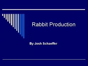 Rabbit Production By Josh Schaeffer Types of Rabbit