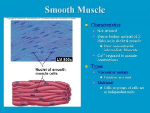 Smooth Muscle n Characteristics n n Not striated