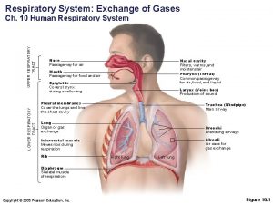 Respiratory System Exchange of Gases LOWER RESPIRATORY TRACT