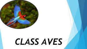 Classification of aves