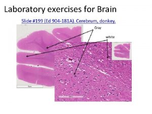 Laboratory exercises for Brain DEMO SLIDE BOX 72