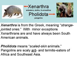 Xenarthra anteaters sloths armadillos Pholidota pangolins Xenarthra is