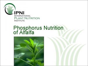 Phosphorus Nutrition of Alfalfa Phosphorus P Nutrition of