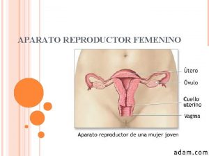 APARATO REPRODUCTOR FEMENINO Para su estudio los rganos