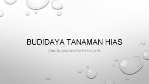 BUDIDAYA TANAMAN HIAS YANDRIANA WORDPRESS COM BUDIDAYA BUDIDAYA
