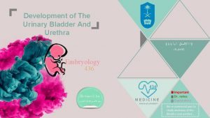 Development of The Urinary Bladder And Urethra 2