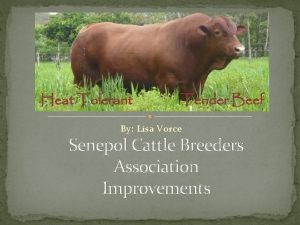 By Lisa Vorce Senepol Cattle Breeders Association Improvements