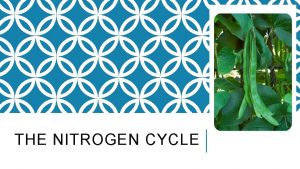 THE NITROGEN CYCLE WHY BEANS What can bean