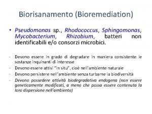 Biorisanamento Bioremediation Pseudomonas sp Rhodococcus Sphingomonas Mycobacterium Rhizobium