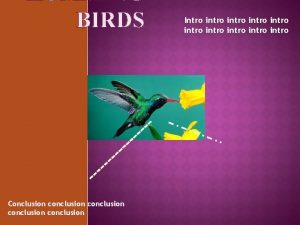 HUMMING BIRDS Conclusion conclusion Intro intro intro intro