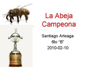 La Abeja Campeona Santiago Arteaga 6 to B