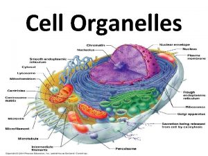 Garbage collector animal cell organelle