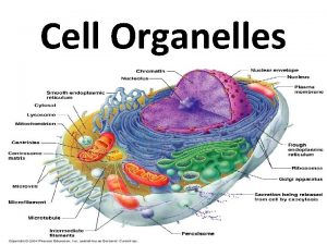 Ribosome in a city