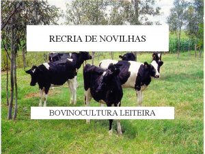 RECRIA DE NOVILHAS BOVINOCULTURA LEITEIRA essencial estar atento