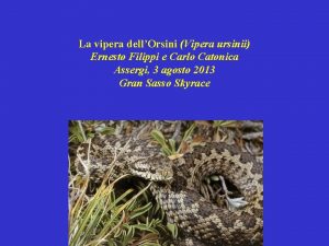 La vipera dellOrsini Vipera ursinii Ernesto Filippi e