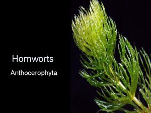 Hornworts characteristics