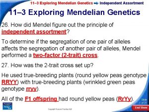 11 3 Exploring Mendelian Genetics Independent Assortment 11