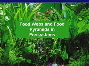 Food Webs and Food Pyramids in Ecosystems AP