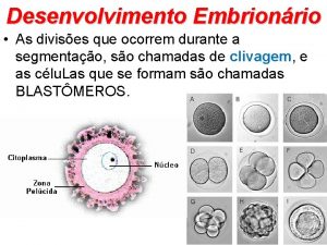 Desenvolvimento Embrionrio As divises que ocorrem durante a