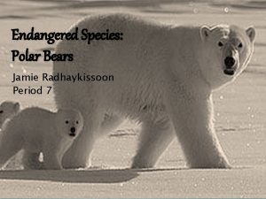 Endangered Species Polar Bears Jamie Radhaykissoon Period 7