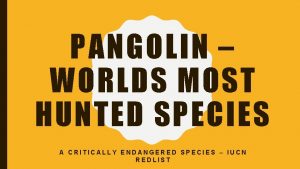 PANGOLIN WORLDS MOST HUNTED SPECIES A CRITICALLY ENDANGERED